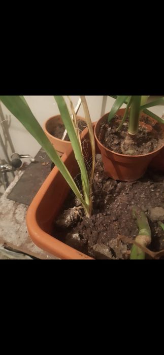 Yucca planta de gradina