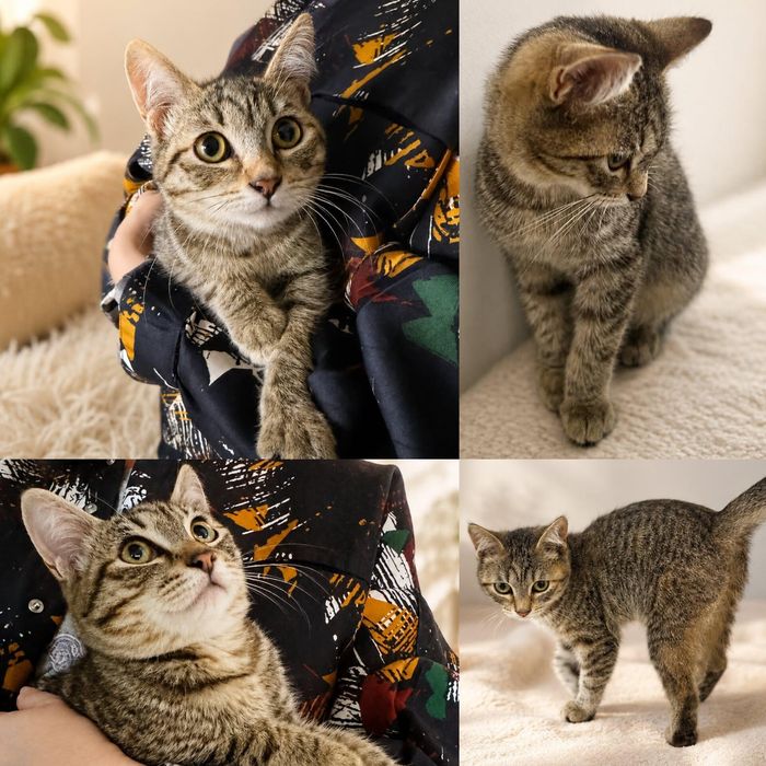 Котёнок в добрые руки