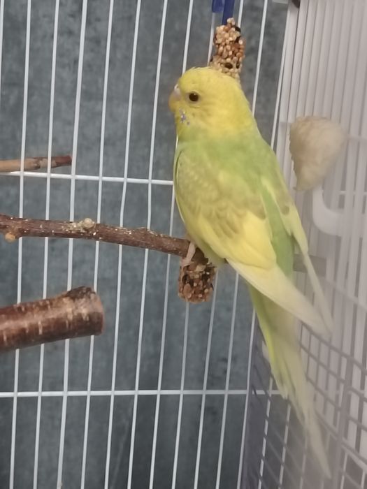 Волнистые попугай, клетки