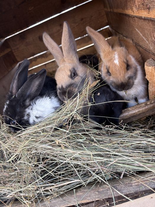 Vând iepuroaică cu puii săi