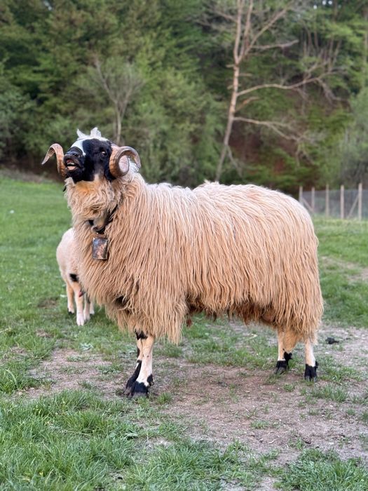 Berbec mior de vanzare