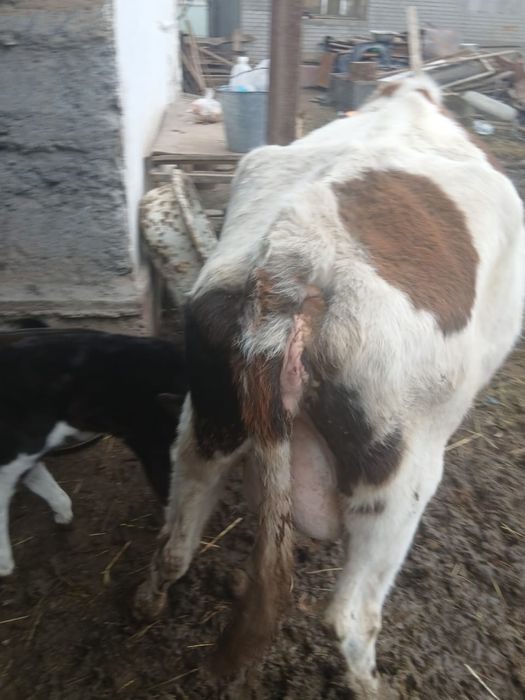 Сиыр   бузауымен