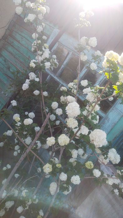 Дача восточный правый 5 дачи