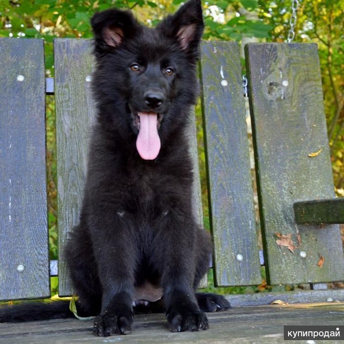 Щенок немецкой овчарки