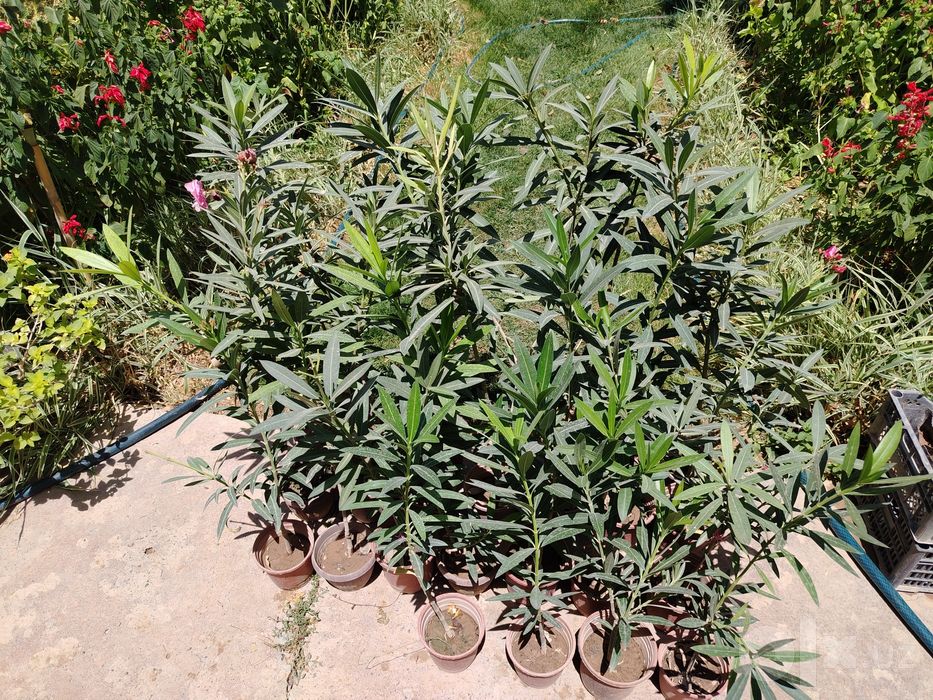 Олеандр розовый (Nerium oleander) — 70 см