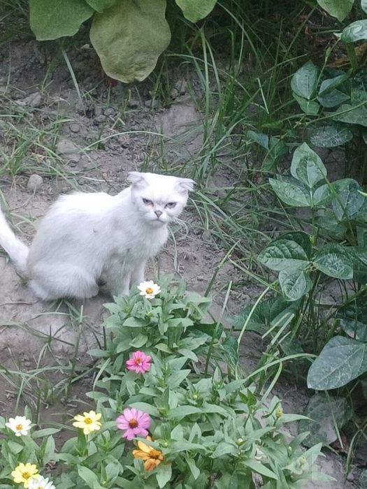 Scottish fold (девочка)