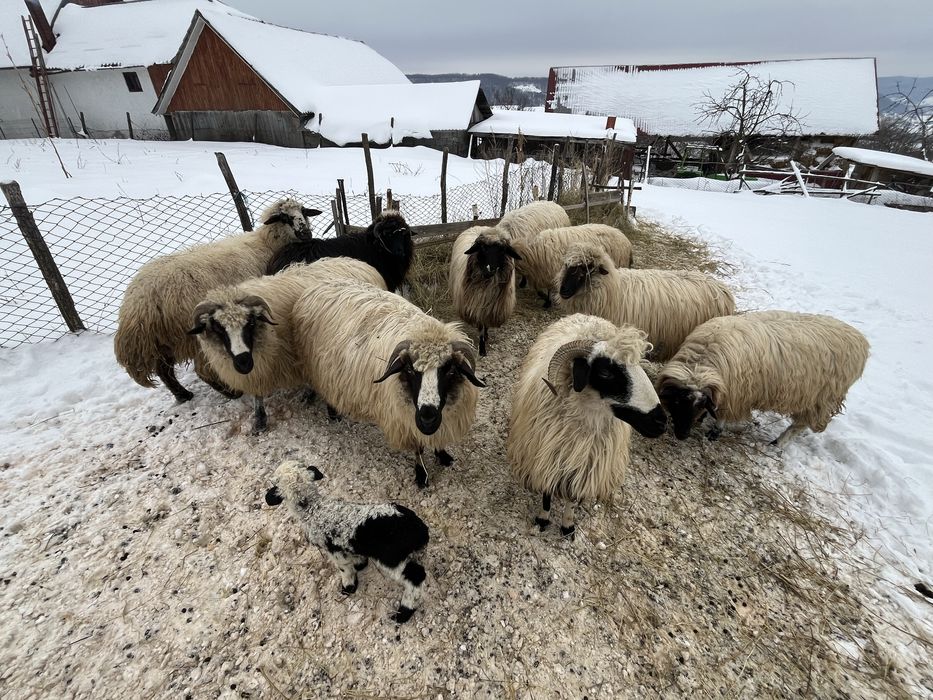 vand 9 oi si un berbece