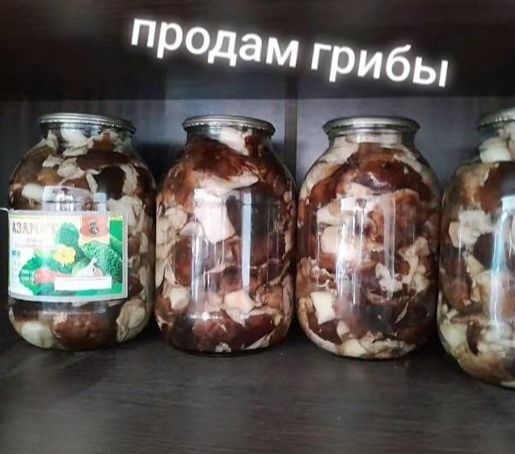 Продам грибы подтопольники