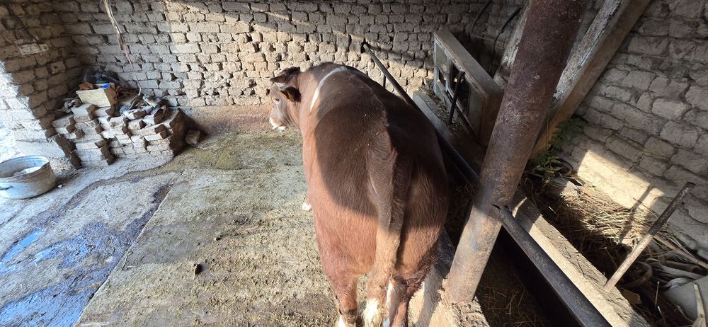 Бұқа сатылады, симментал