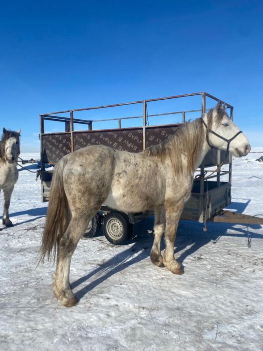 Айгыр сатылады ат