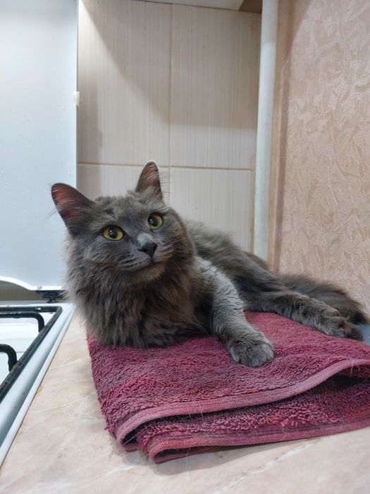 Кот 6- 7 месяцев