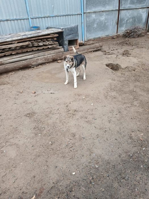 Ит сатылады еркек 3 айлық