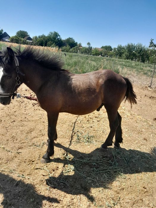 De vanzare mânz de 8 luni