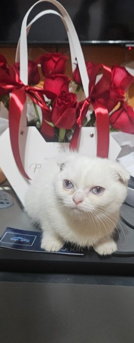Продаются породистые котята