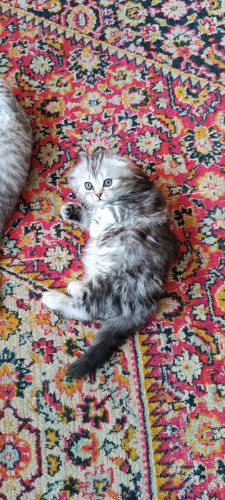 Котята шотландцы