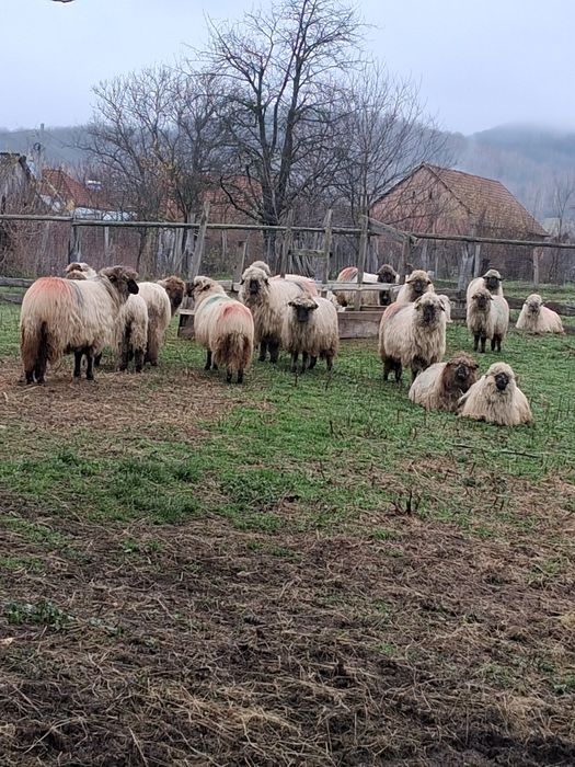 Oi bucalai de vanzare