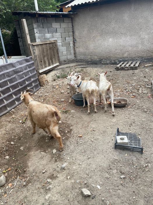 Ешкі, лақтар. Коза, козлята