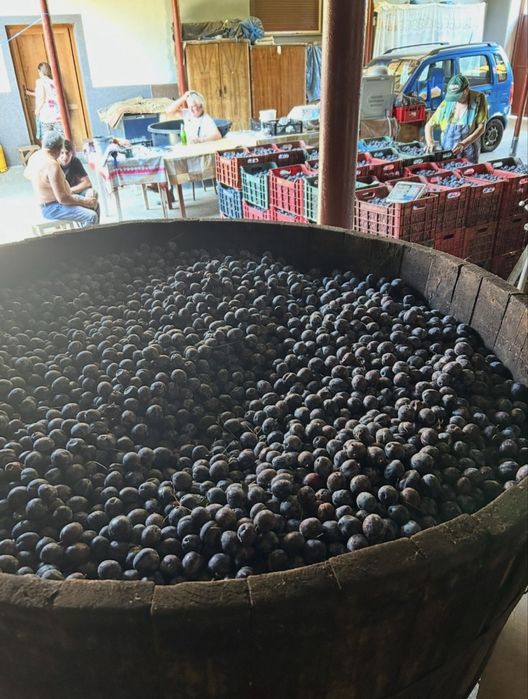 Cand prune pt tuica