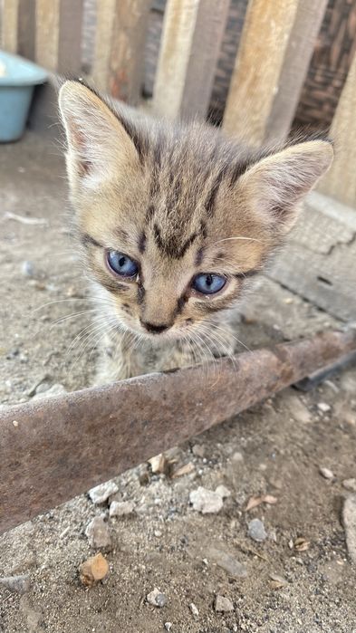 Отдам милых котят