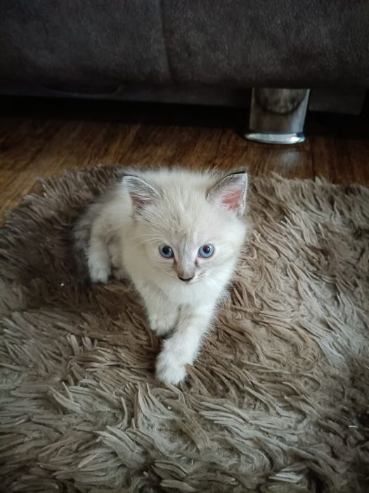 Отдам котят в хорошие руки