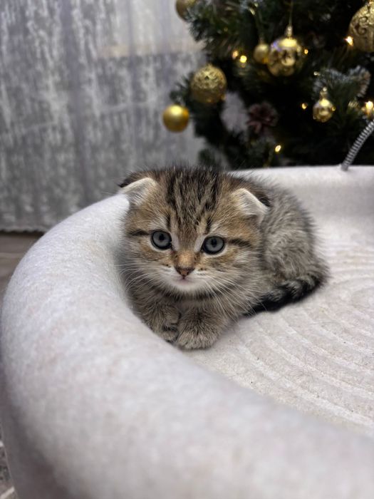 Шотландские вислоухие котята