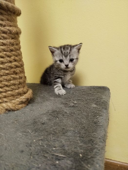 Котята на продажу