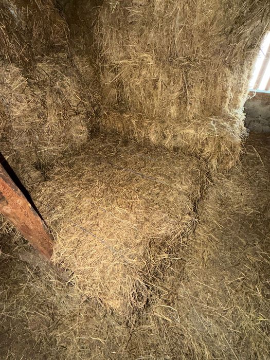 Vand baloti amestesc fan,lucernă