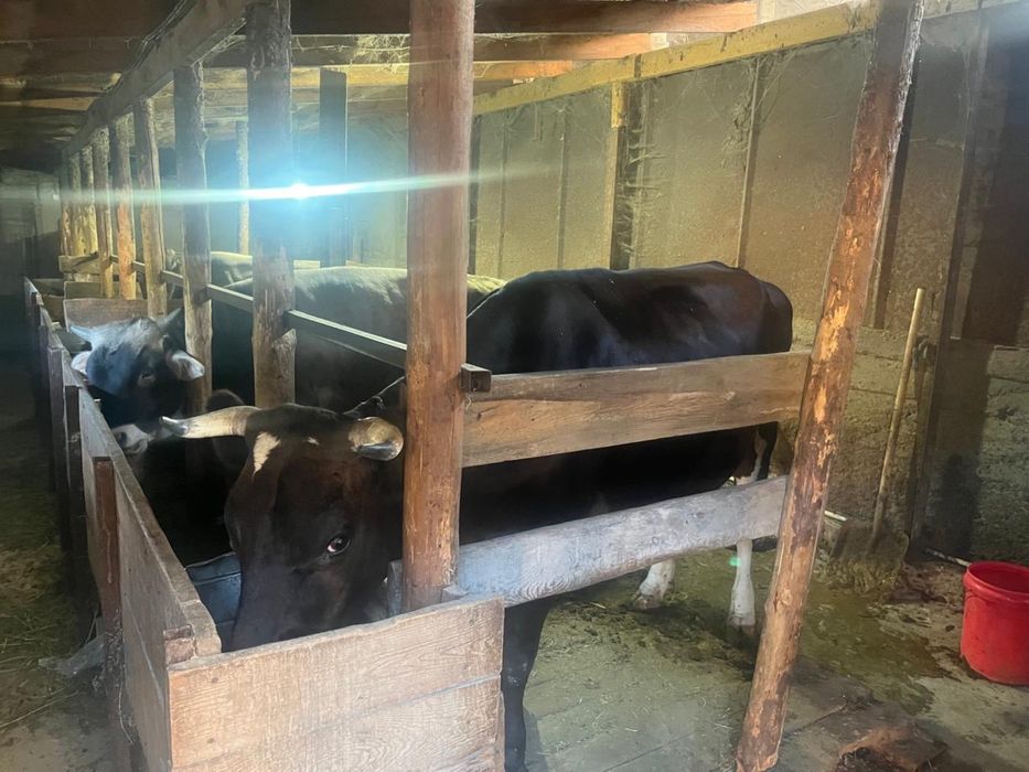 Продам корову стельную