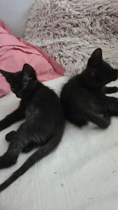 adopție responsabilă