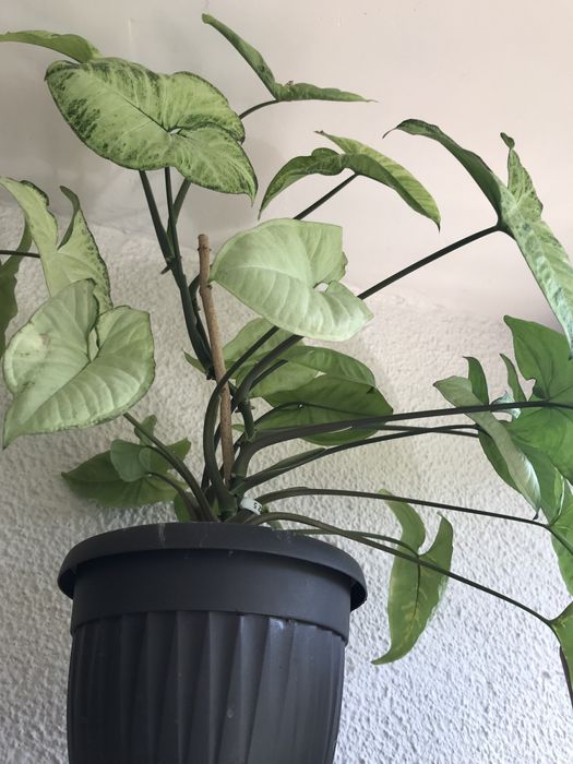 Синсевиера Хани. и Сингониум