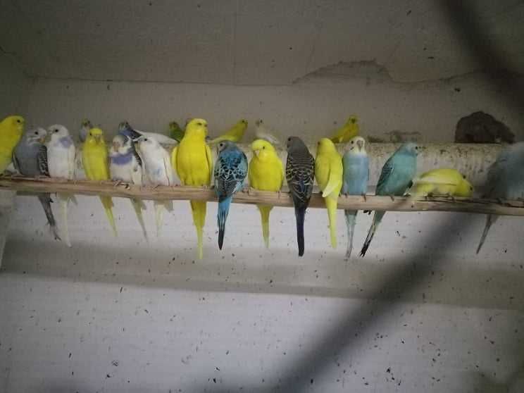 Vand papagali/perusi