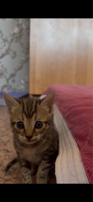 Продам бенгальских котят