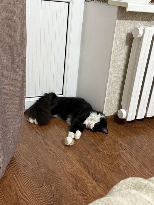 Ищем семью коту