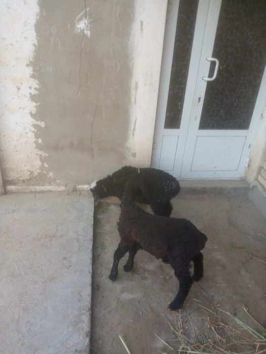 2 moda hisori barra