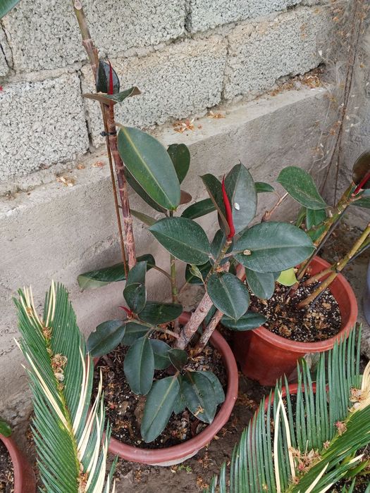 Продается комнатные растения