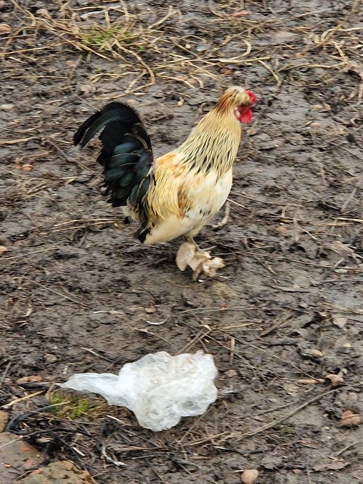 Vând 2 perechi de iopan 150lei perechea