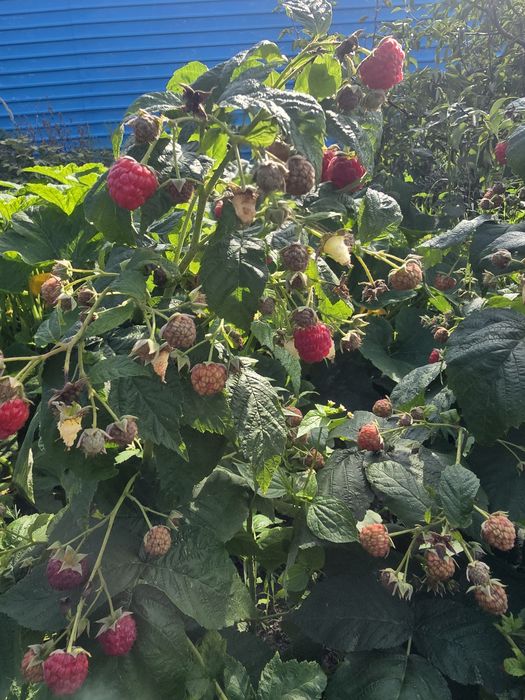 Малина ремотантная