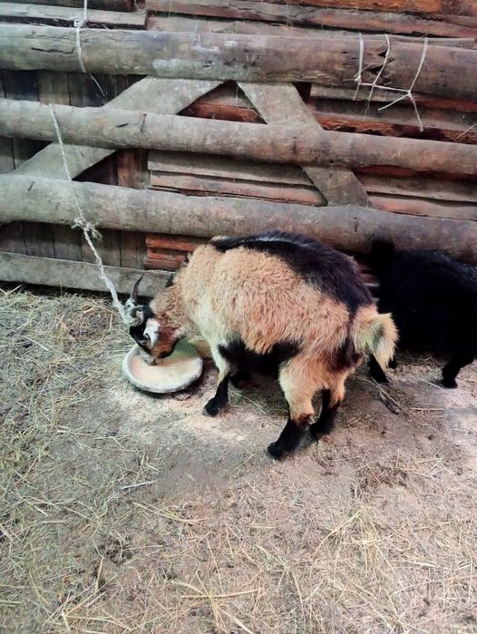 Стылады ешки лагымен