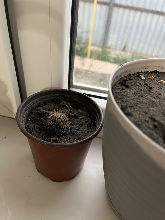 Кактус цветы домашный