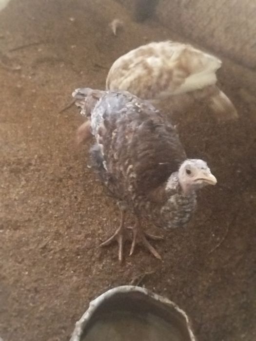 Продам молодняк индюки