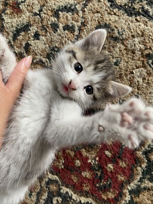 Отдам котят в добрые руки