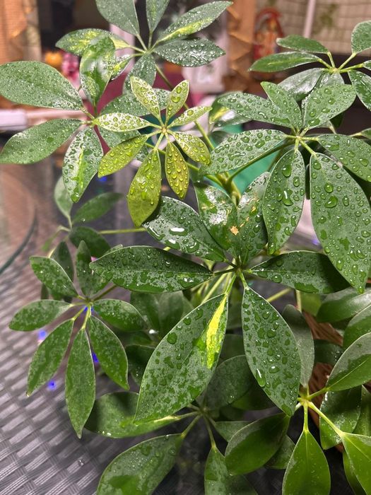 Комнатные растения