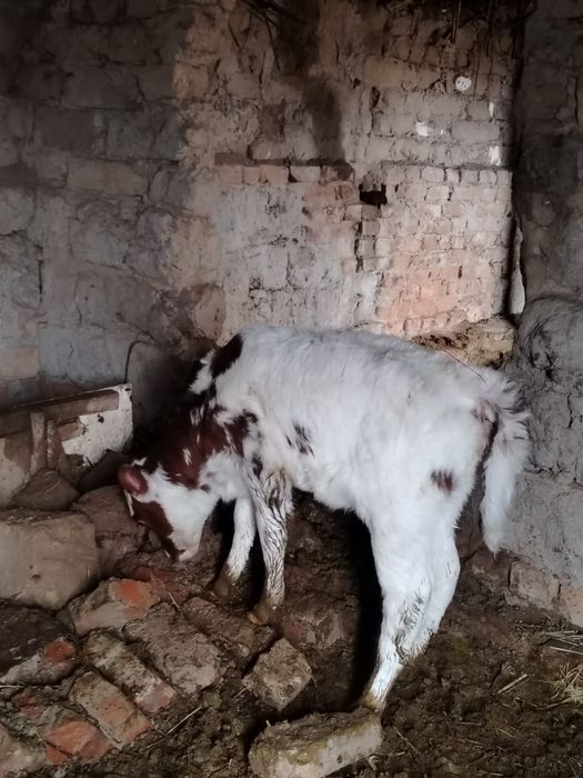 Коровы с телятами