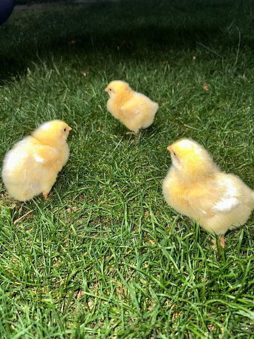 Jaydari jo‘jalardan sotuvda mavjud