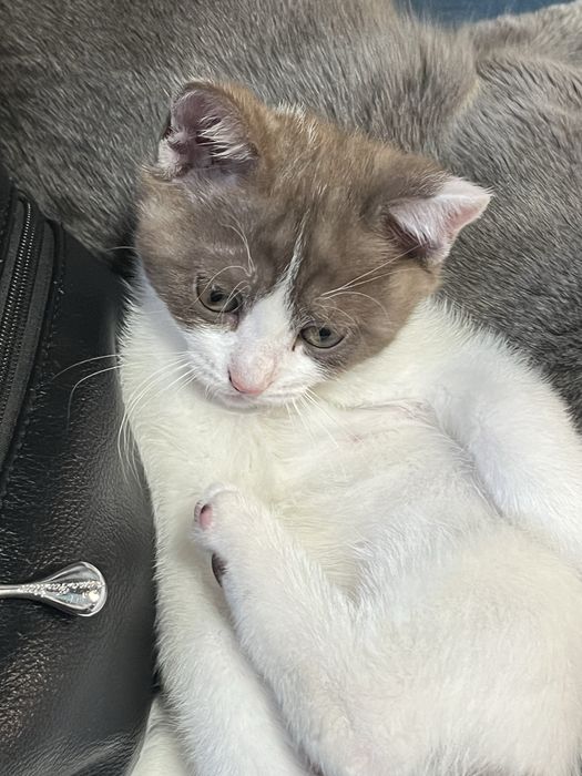 Котенок в заботливые руки