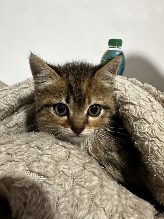 Котят мальчик отдам хорошие руки