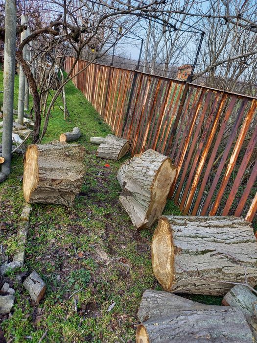 Големи орехови трупи