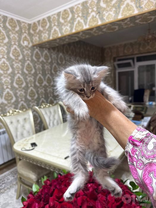Котёнок на продажу