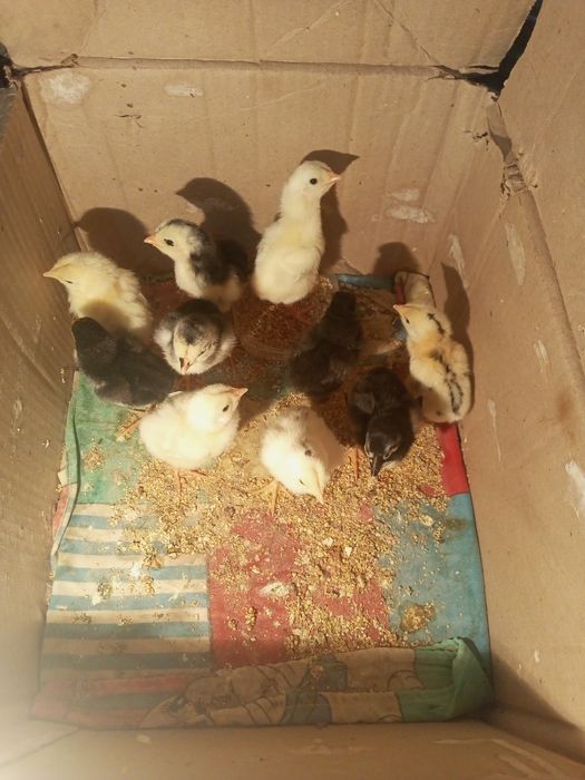 Inkubator hizmati sifatli joʻja oʻchirib beramiza