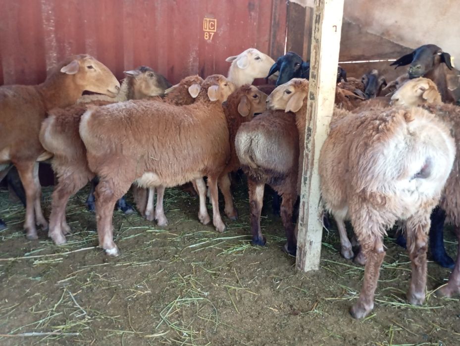 Семиз кой сатылады